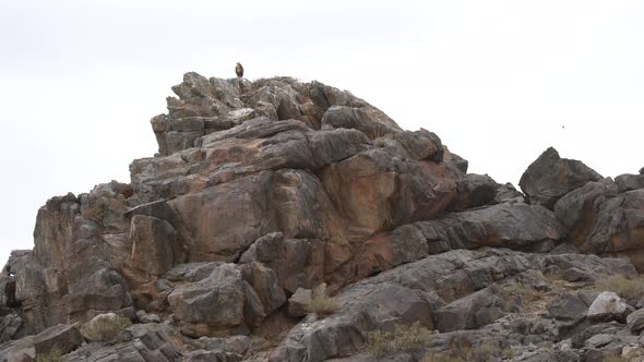 A Hawk Watches From its Nest in Rock