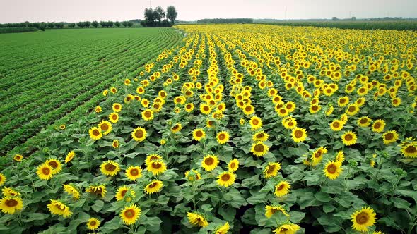 Aerial view of rows of sunflower and corn in fields.