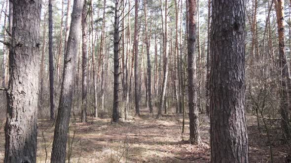 Forest Landscape Aerial View Slow Motion