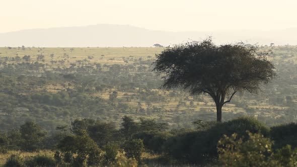 Beautiful African savannah and bush scenery in Kenya in sunrise