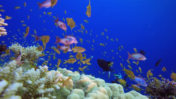 Red Sea Reef