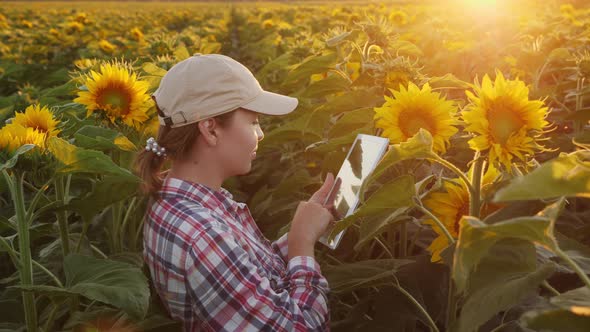 A Woman Works in a Field of Sunflowers Uses a Digital Tablet
