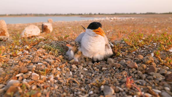 River Tern Female incubates her nest and one cute chick pops out from under her wing