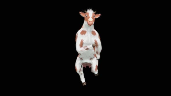 Cow Dance HD