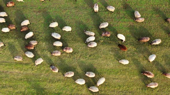 Aerial footage of a herd of sheeps grazing in a green field. Green meadow with sheeps.