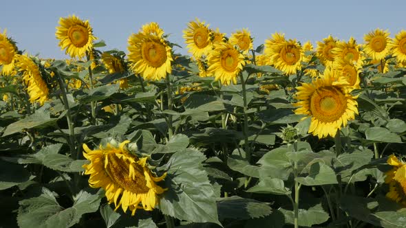 Swinging on wind of sunflower Helianthus annuus plant  heads slow motion footage