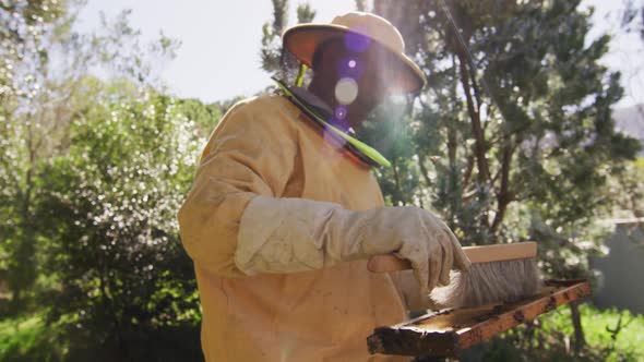 Senior caucasian male beekeeper in protective clothing cleaning honeycomb frame from a beehive