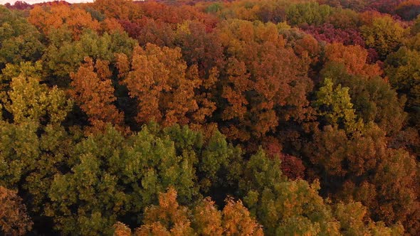 low drone right flight over autumn trees Illinois 4k