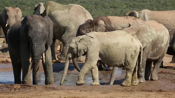 African Elephants At Waterhole - South Africa