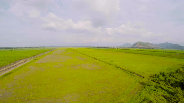 drone flighting over a sugar cane field