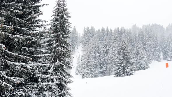 Forest Covered with Snow and Ski Track Below