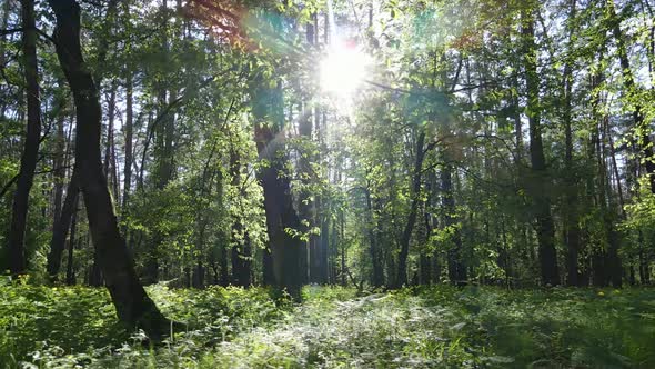 Wild Forest Landscape on a Summer Day