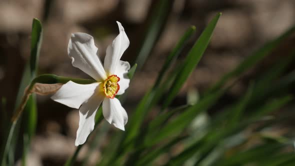 Lonely Narcissus poeticus beautiful garden flower close-up 4K 2160p 30fps UltraHD footage - Beautifu