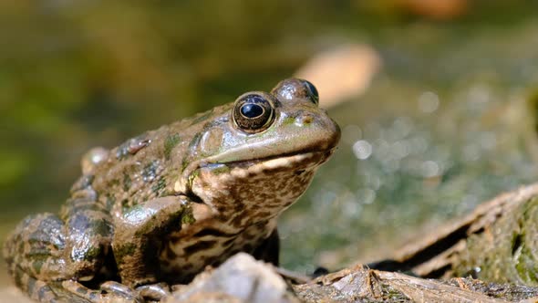 Frog Sits on the Shore By the River Extreme Close Up Portrait of Toad