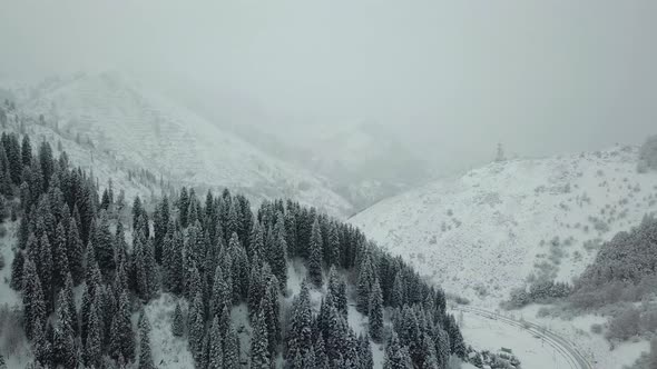 The Winter Forest Is Covered with Fresh Snow.