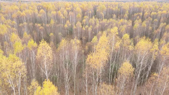 Forest with Trees in an Autumn Day