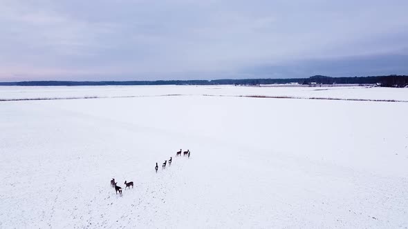 Aerial birdseye view at European roe deer (Capreolus capreolus) group standing still on snow covered