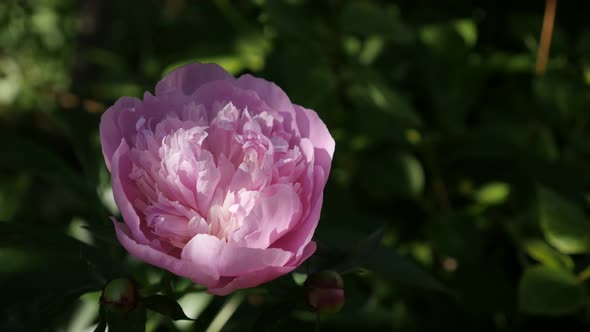 Hidden in the garden Paeonia lactiflora flower bush  4K 2160p 30fps UltraHD footage - Pink parfait p