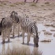Zebra in the Wild - VideoHive Item for Sale