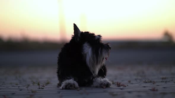 Zwergschnauzer Lies on the Sidewalk Near the Road