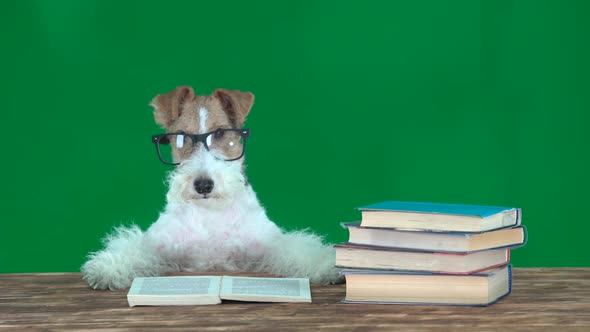 Fox Terrier with Glasses Reading Books Green Screen