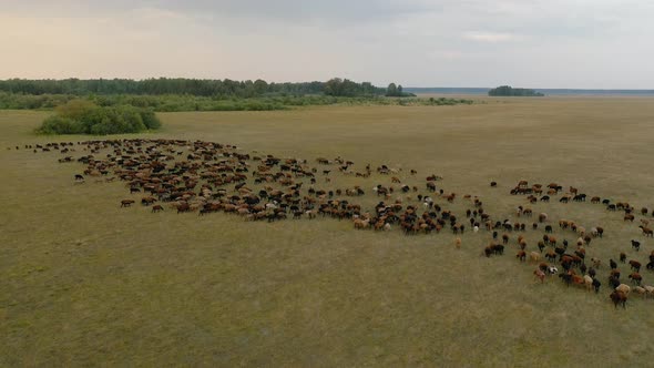 Large Herd of Sheep and Lambs Grazing on Meadow Drone Shot