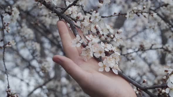 Closeup female hand touches branch with white flowers of blossoming apricot tree. Spring blooming