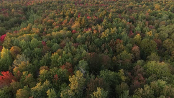 Overhead forest view in early fall filmed by drone slowly moving forward