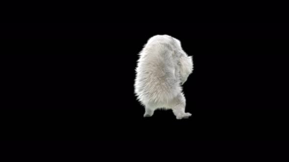 150 White Bear Dancing 4K