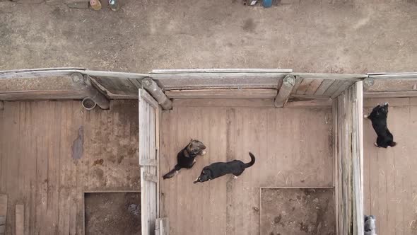Aerial View of a Shelter for Stray Dogs