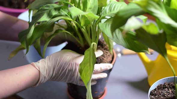 Repotting spathiphyllum houseplant into a bigger pot