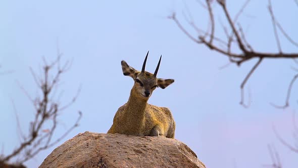 Klipspringer in Kruger National park, South Africa