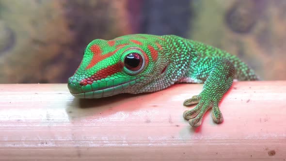 Macro of a Crimson Giant Day Gecko