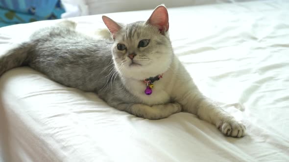 American Shorthair Cat Lying On White Bed 