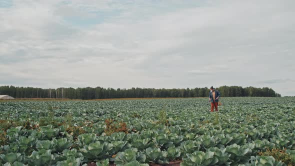 Spraying Cabbage With Pest Control