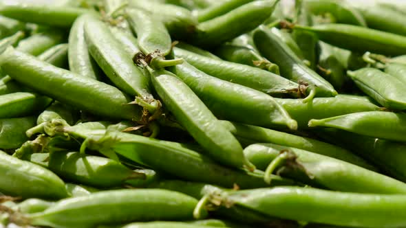 Closeup of Freshly Picked Green Pea Pods