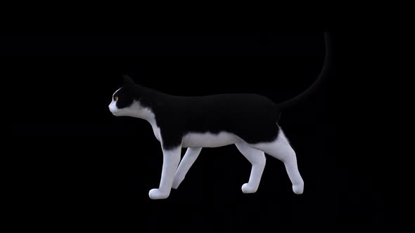 Black and White Cat Fast Walk Side View