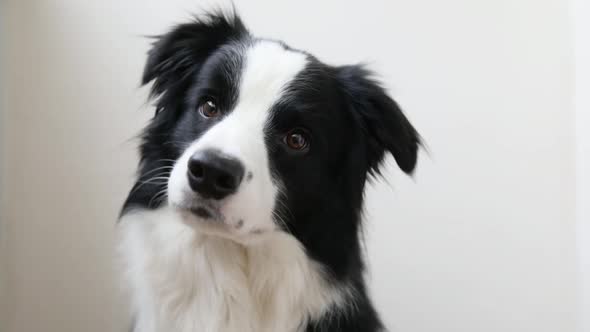 Funny Studio Portrait of Cute Smiling Puppy Dog Border Collie Isolated on White Background