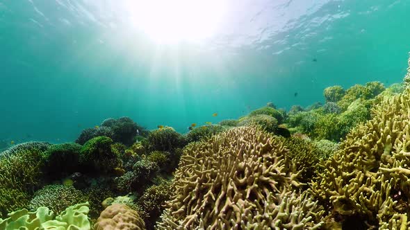 The Underwater World of a Coral Reef