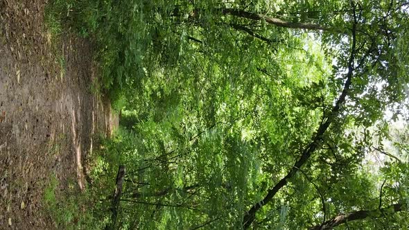 Vertical Video of a Summer Beautiful Forest in the Afternoon