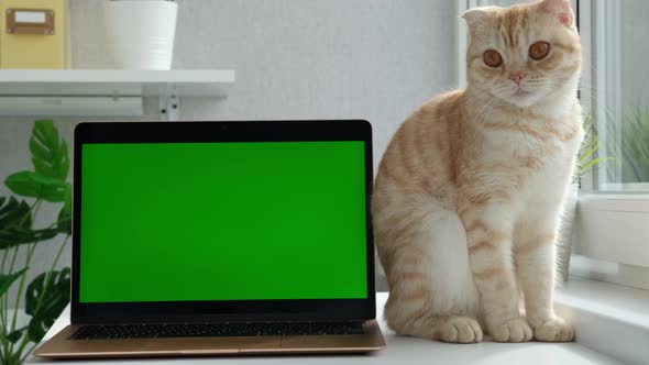 Red Cat Breed Scottish Fold Licks Next to the Laptop Green Screen Window Neaby