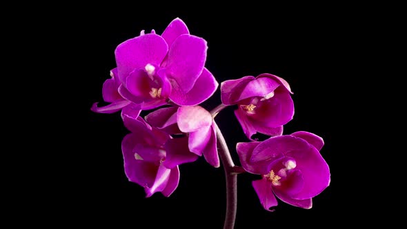 Blooming Purple Orchid Phalaenopsis Flower