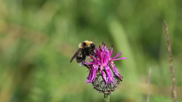 Bumblebee landing on cornflower