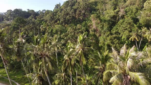 Aerial fly over green coconut tree plantation