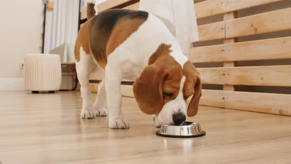 Dog Beagle Drink Water From Metal Bowl at Home