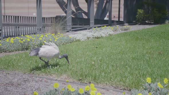 Shot of Threskiornis molucca or the Australian white ibis bird in a park.