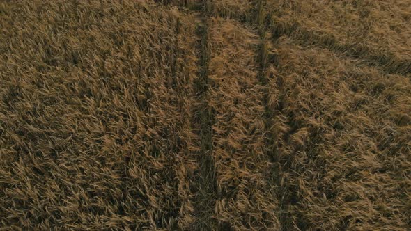 View of forest and field in Kolbudy, Kaszubia, pomorskie, Poland