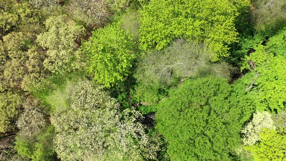 An aerial view of the tops of green trees. It is a bright & sunny day. The camera booms down and pan