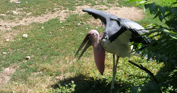 The marabou stork, a wading bird in the stork family Ciconiidae