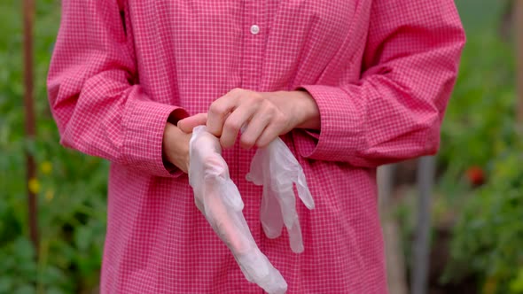 Woman Farmer Put on Gloves on Hands Before Harvest in the Greenhouse